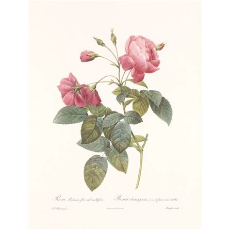 Rosa Reclinata By Redout Les Roses Facsimile Giclee Prints