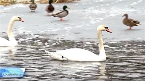 Ptasia Grypa W Wi Tokrzyskiem Ognisko Wykryto W Powiecie Koneckim