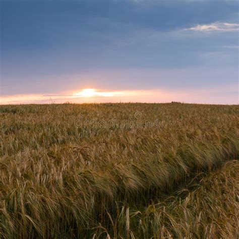 Evening Landscape In Summer Stock Image Image Of Green Twilight