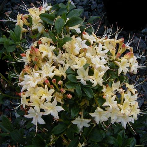 Azalea ‘westons Lollipop Blue Sky Nursery