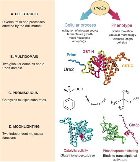 Frontiers Multiple Forms Of Multifunctional Proteins In Health And