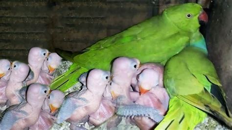 Indian Green Parrot Alexandrine Parrot Breeding In Home Youtube