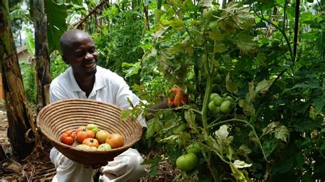 Why Farmers In Northern Ghana Go To Bed Hungry Surveillance Ghana