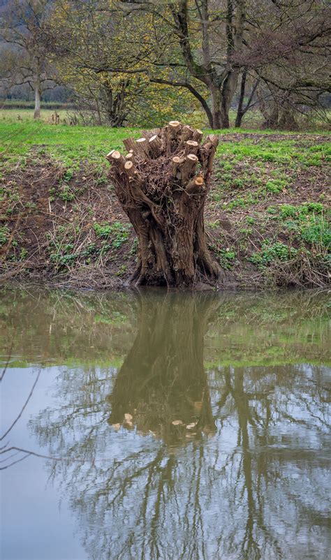 Free Images Tree Water Nature Swamp Wilderness Wood Flower