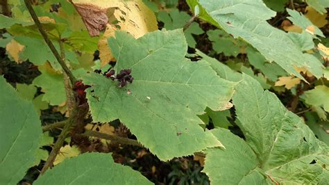 Oplopanax Horridus Trees And Shrubs Online