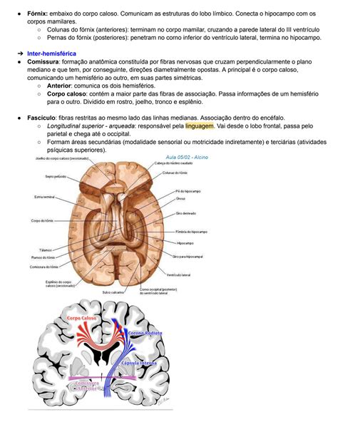 Solution Neuroanatomia Studypool