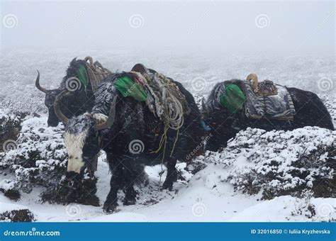 Yak Caravan Going From Everest Base Camp Nepal Stock Photo Image Of