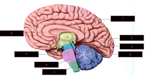 Neural Diagrams Flashcards Quizlet