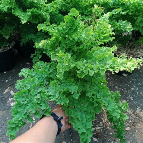 Jual Bibit Pohon Tanaman Hias Suplir Maidenhair Murah Berkualitas