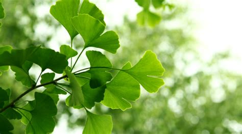 Benefits Of Ginkgo Biloba For Sexual Health Healthkart