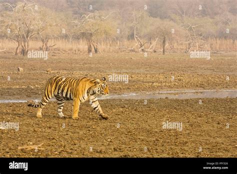 Tiger eating prey hi-res stock photography and images - Alamy