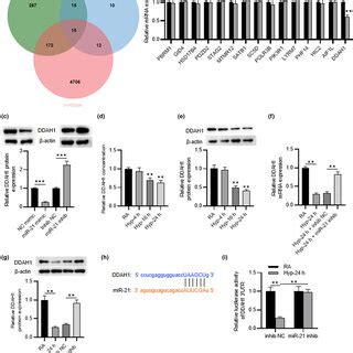 MiR 21 Negatively Regulates DDAH1 A Venn Diagram Showing The