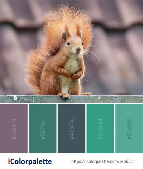 Color Palette Ideas From Fauna Squirrel Mammal Image Icolorpalette