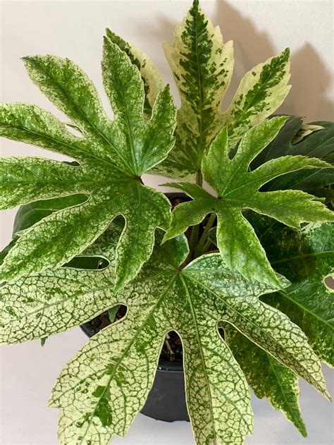 Fatsia Japonica Spiders Web Ivy Variegated 6in Pot Etsy