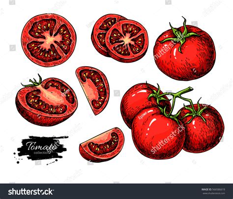 Tomato Vector Drawing Set Isolated Tomato Stock Vector Royalty Free