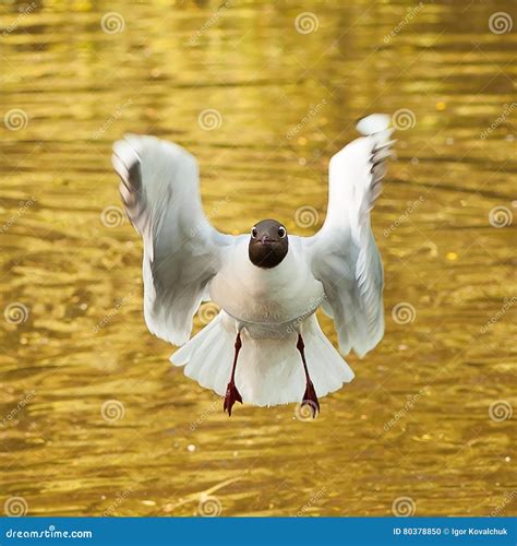 Funny seagull stock photo. Image of avian, flying, ocean - 80378850