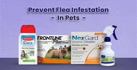 Flea Infestation in Pets – Treatment & Prevention | BudgetPetCare.com