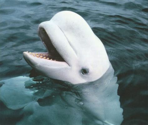 Beluga Whale Learns to Mimic Human Speech