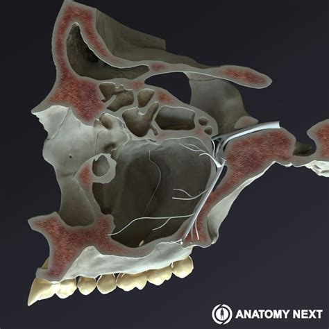 The Maxillary Sinus By Anatomy Next Anatomy Students Medicine