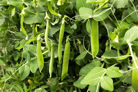 Planting peas: how to sow & grow peas - Plantura