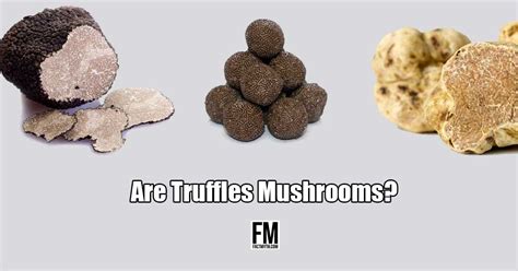 Truffles are Mushrooms - Fact or Myth?