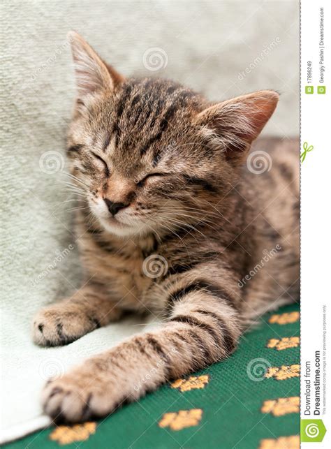 O Gato De Tabby Dorme Na Cama Imagem De Stock Imagem De Suavidade