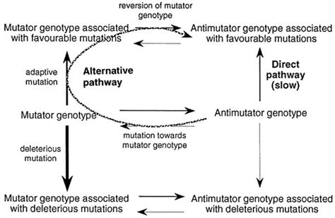 Mutators As A Fast Track To Generate Adaptive Mutations Fixation Of