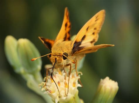 Fiery Skipper Hylephila Phyleus Hesperiidae Coldwater C Flickr