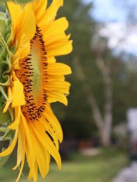 Sunflower Side view Stock Photo in 2022 | Photo, Stock photos, Photo wall