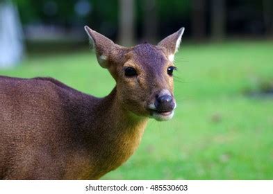 Indian Muntjac Muntiacus Muntjak Called Southern Stock Photo (Edit Now) 1262737525