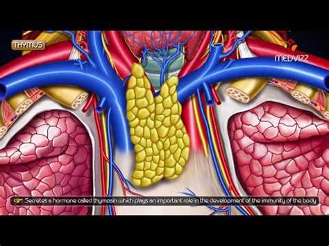 Thymus Gland- Definition, Structure, Hormones, Functions, Disorders