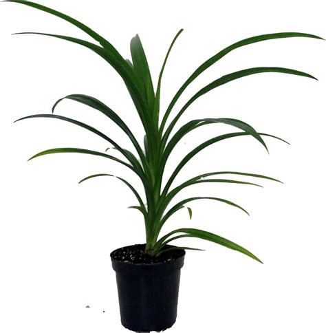 Pandan Spice Plant Amaryllifolius Pandanus Indoorsout