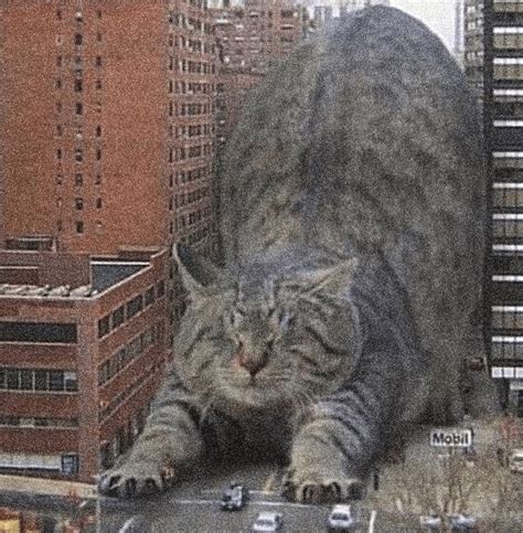 Meowgawwlophobia Rmegalophobia