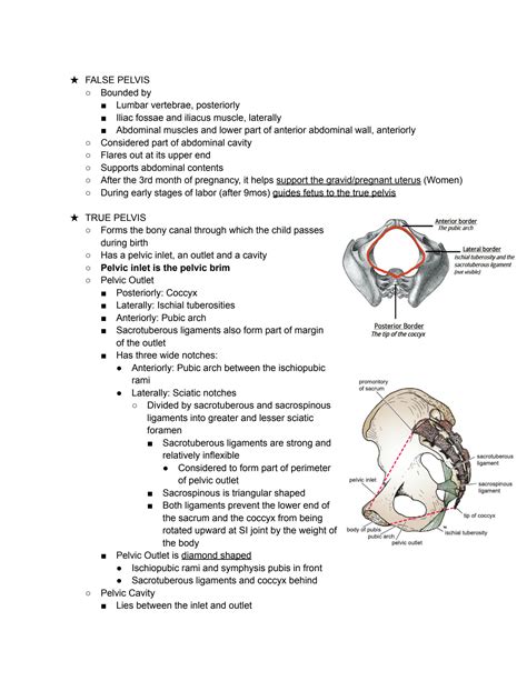 Solution Anatomy Pelvic Wall Studypool