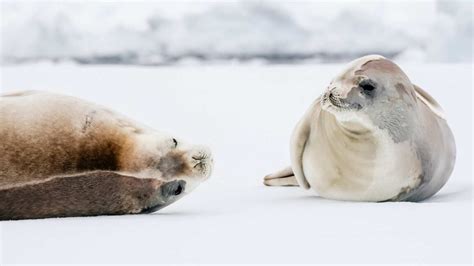 Crabeater Seals - Antarctic and Southern Ocean Coalition