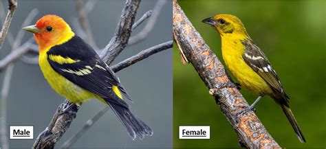 15 Birds That Are Yellow In Oregon Id Guide Bird Watching Hq