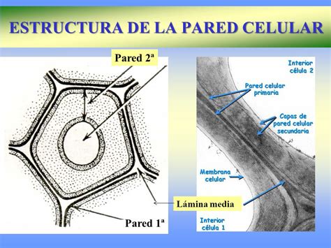 Estructura Y Funcion De La Pared Celular Vegetal Consejos Celulares