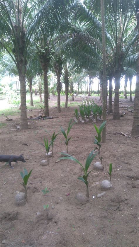 Palmeras De Coco Lote De Palmitas En Mercado Libre