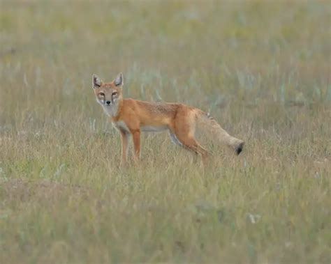 swift fox facts diet habitat pictures  animaliabio