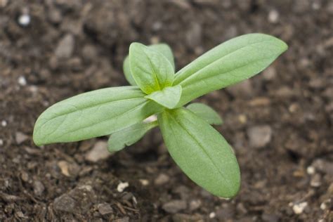 Photo Of Zinnia Seedlings So I Dont Pull Them Out Garden