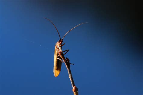 Trichoptera October Svanemosen Kolding Denmark Erland