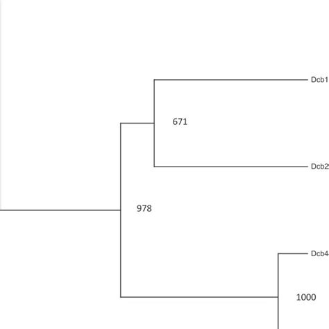 4 UPGMA Dendrogram Illustrating The Genetic Relationships Between The