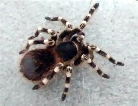 hand sized tarantula   british park bin fox news