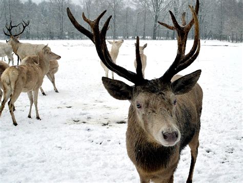 Kostenlose Foto Schnee Winter Tierwelt Wild Hirsch S Ugetier