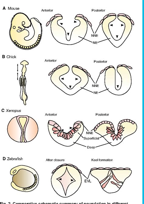 Figure 2 from Neural tube closure: cellular, molecular and ...