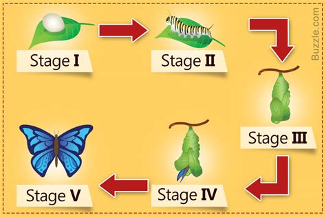 Utterly Fascinating Information About Butterfly Metamorphosis - Animal Sake