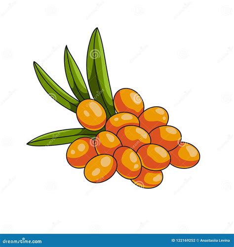 Sea Buckthorn Berries Icon Stock Illustration Illustration Of Leaf