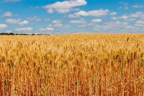 Field Of Ripe Golden Wheat Stock Photo Image Of Bread 220971914