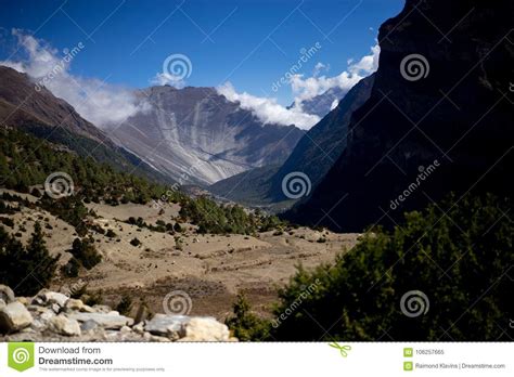 Trees And Snowcapped Peak At Background In The Himalaya Mountains