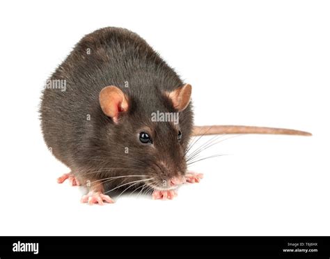 Fat rat hi-res stock photography and images - Alamy